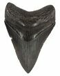 Serrated, Fossil Megalodon Tooth #54240-1
